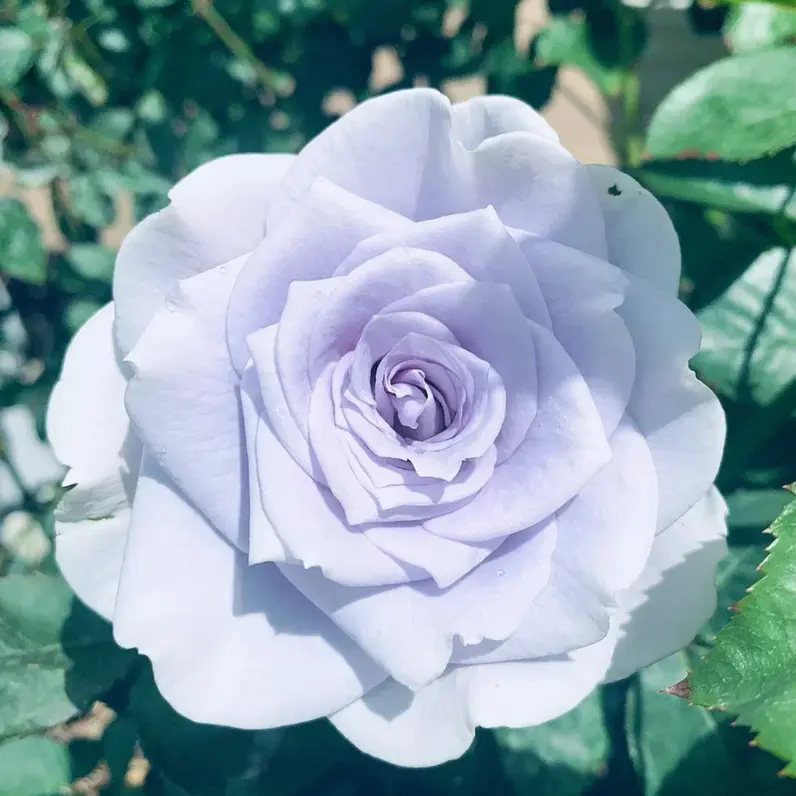 First Prize - Roses: Single Page Layout - nosegaygardens.com