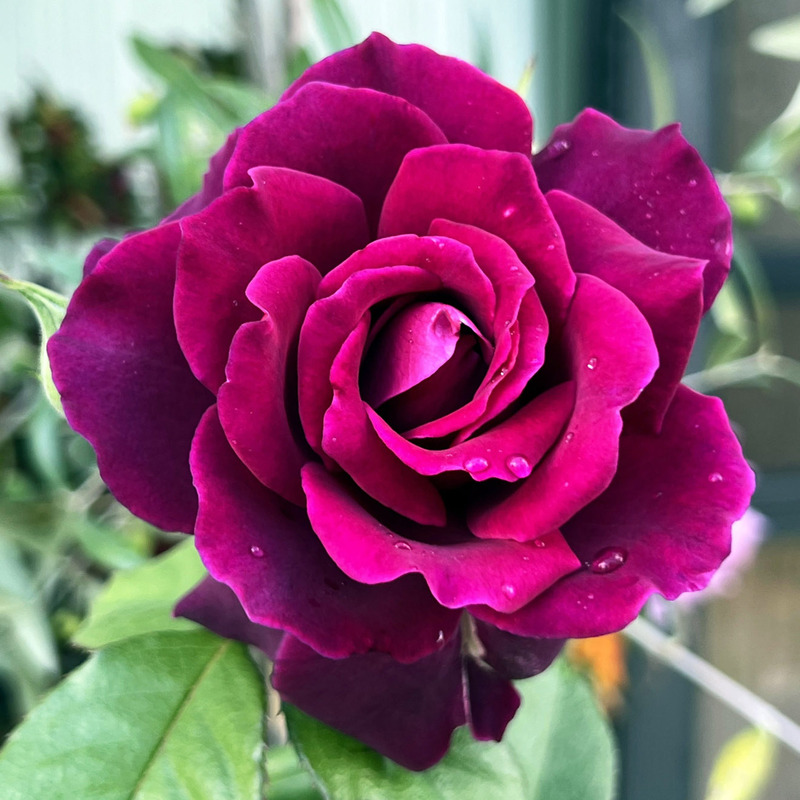 Our Flowers