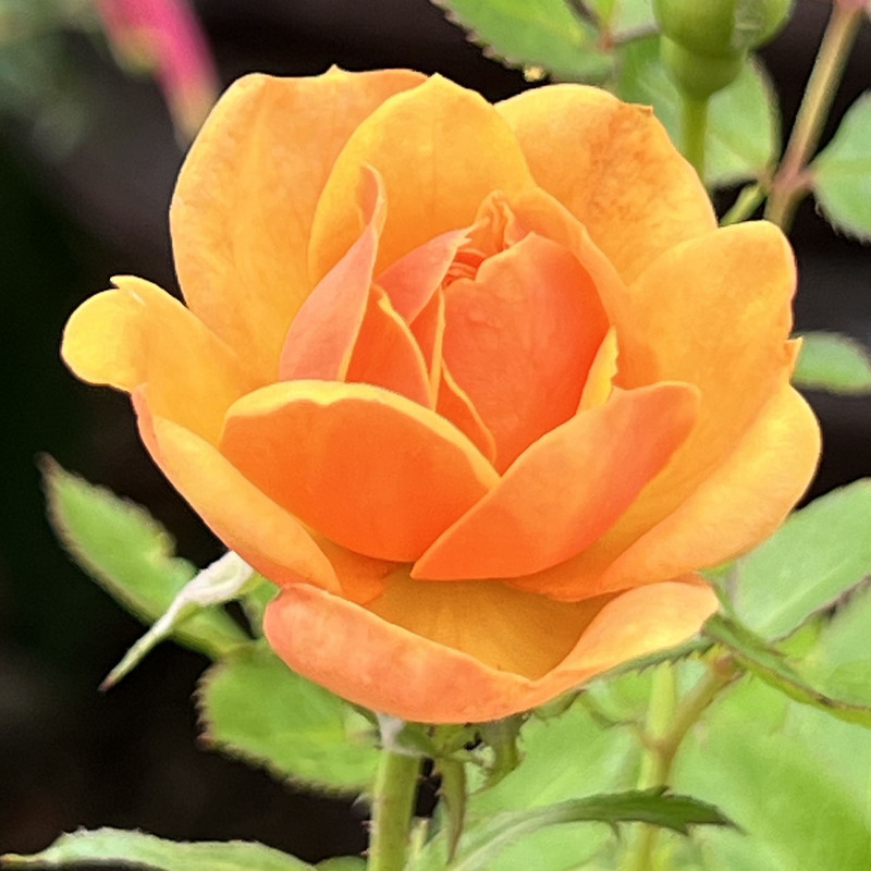 Our Flowers