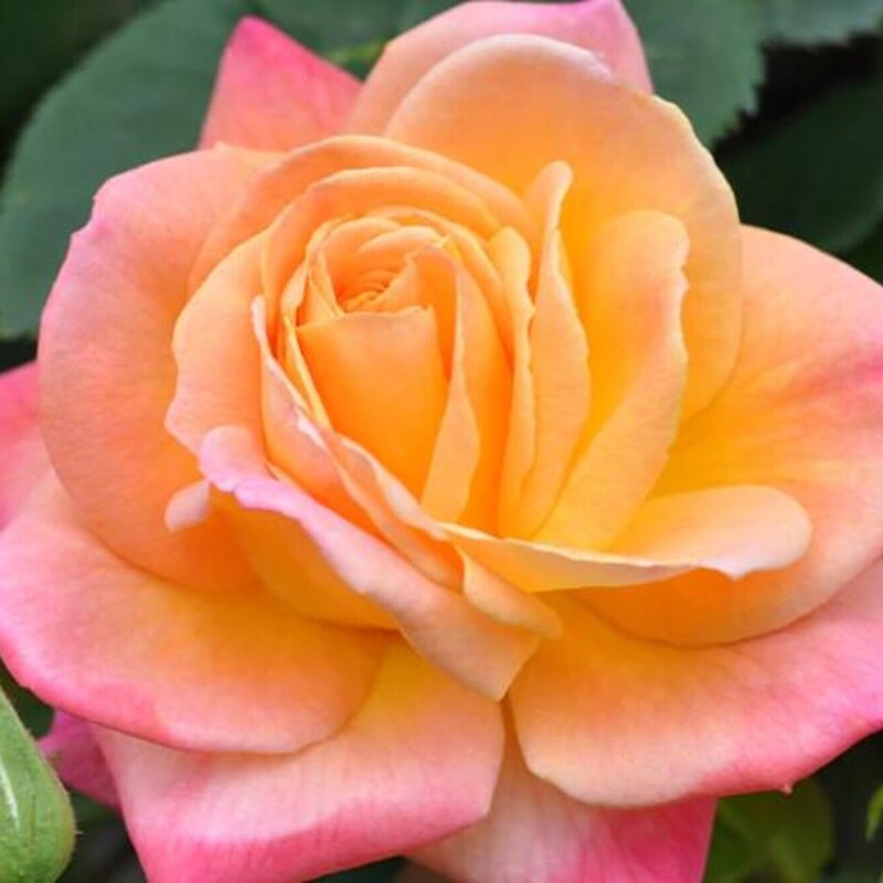 Our Flowers