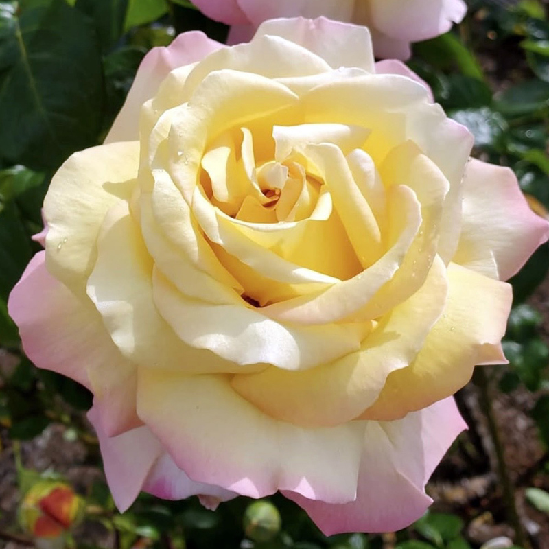 Our Flowers
