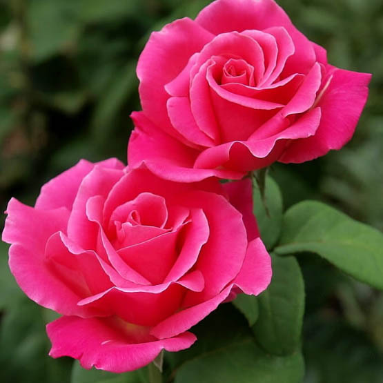 Our Flowers