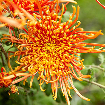 Our Flowers